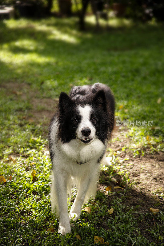 黑色和白色边境牧羊犬与强烈的凝视。