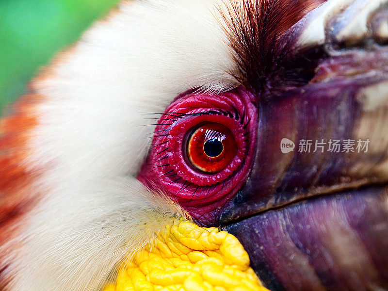 花环犀鸟明亮的红色眼睛特写