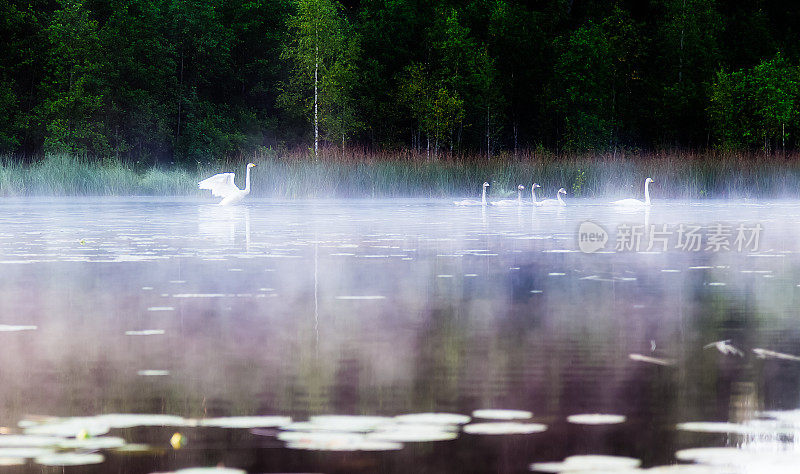 清晨雾中，天鹅漂浮在湖面上