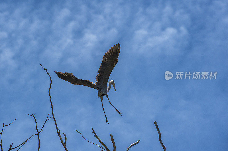 蓝鹭降落在树顶的巢在埃尔霍恩沼泽