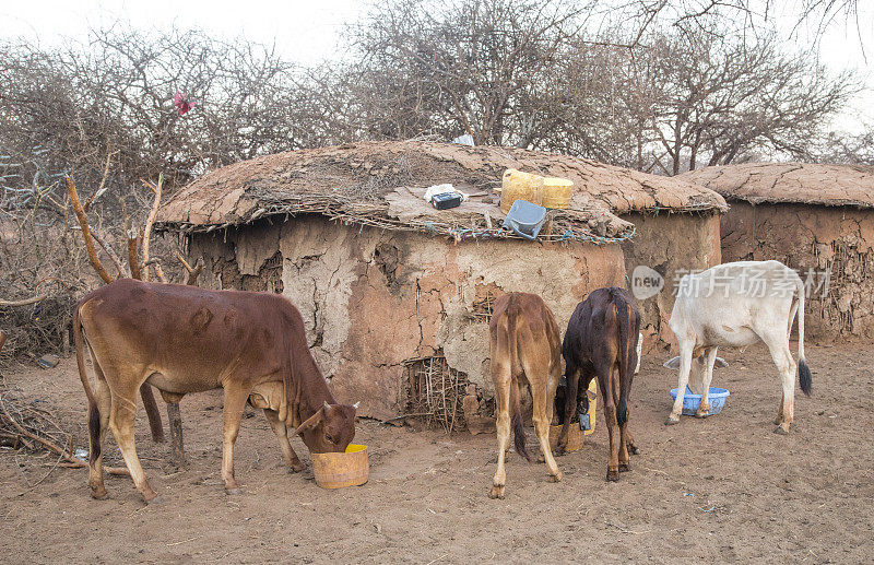 马萨伊村附近的安博塞利清晨与奶牛获得补充饲料。肯尼亚,非洲东部