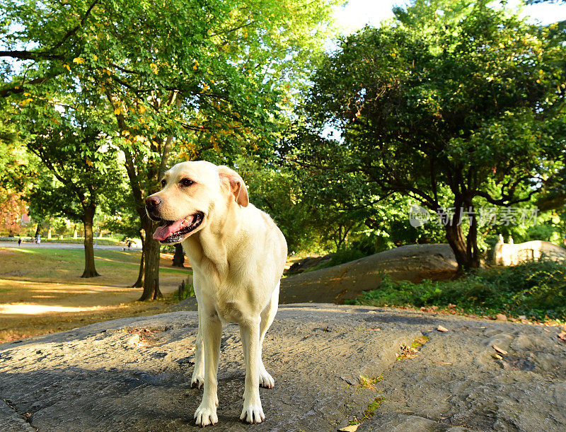 中央公园的拉布拉多寻回犬