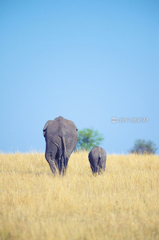 象妈妈和小象。