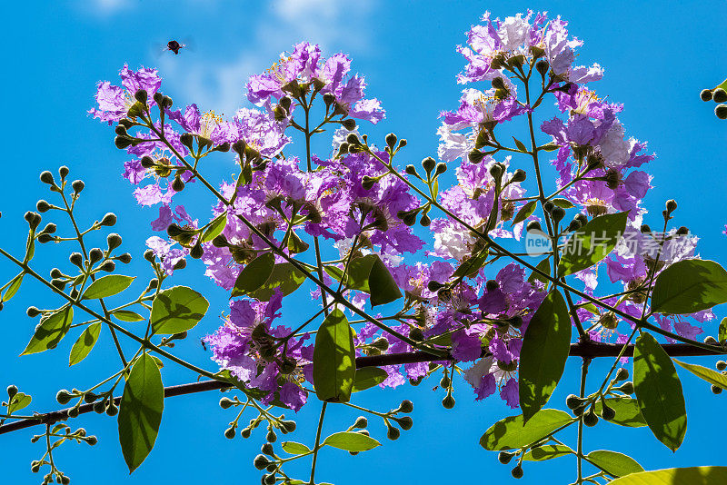 盛开在大自然中的紫薇