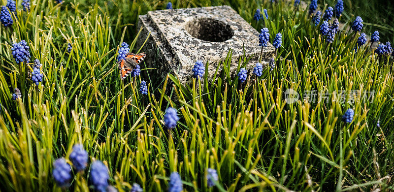蝴蝶在一个古老的坟墓旁，在晚春