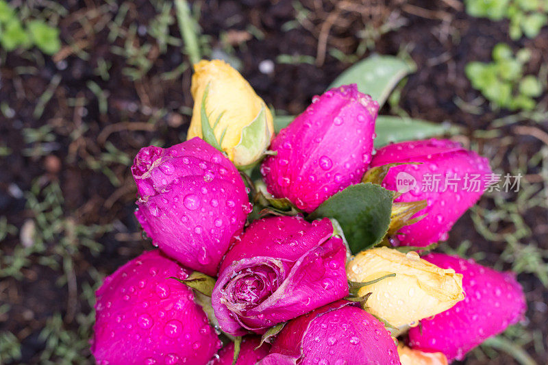 4月的一个雨天，德国南部一家咖啡馆的市花