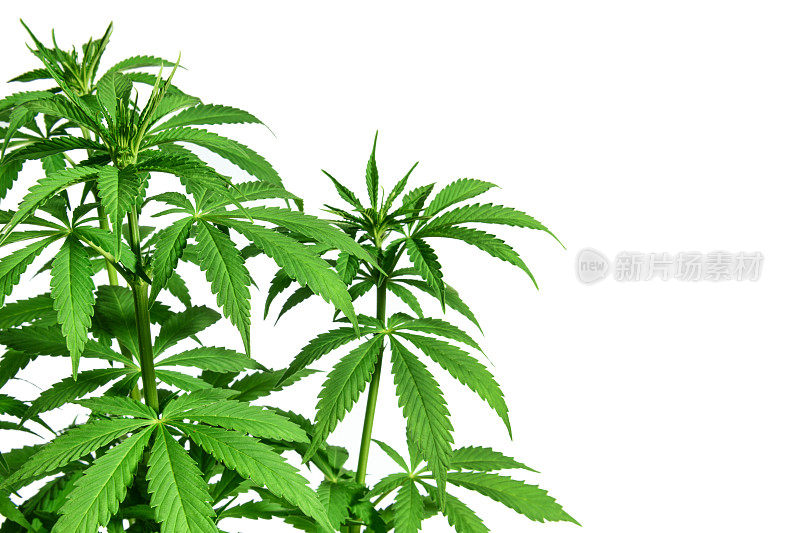 白色背景上的大麻植物
