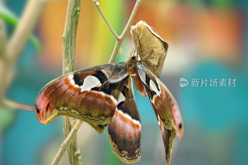 Attacus阿特拉斯蛾。美丽的大蝴蝶