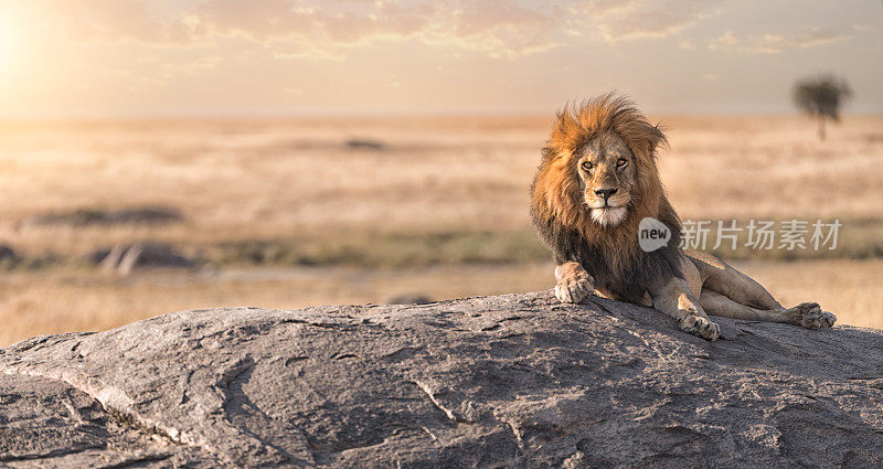 一只雄狮正坐在岩石顶上看着他的土地。