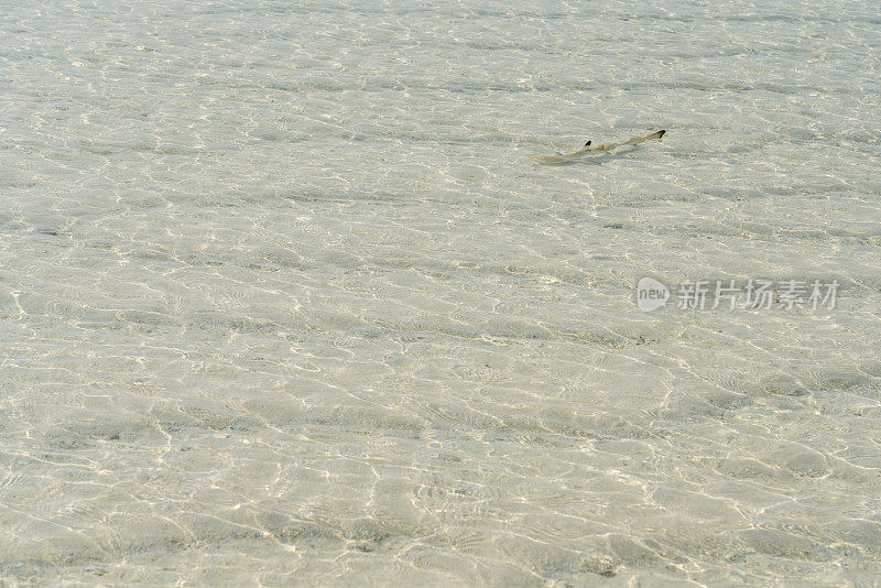 浅海沙底的幼鲨