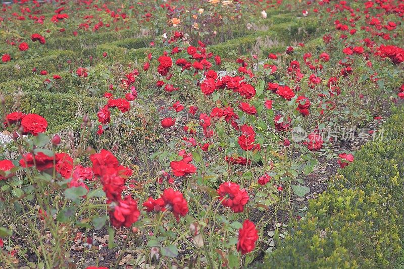 在Stadtpark，维也纳的玫瑰花坛装饰花园的细节