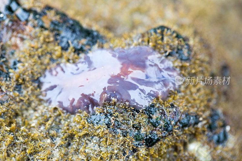 海蛞蝓是一种软体动物，是一种海洋腹足类软体动物。