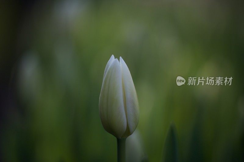 绿色的冬季郁金香花蕾