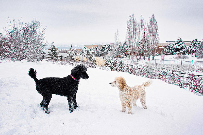 两只标准贵宾犬在雪地里玩耍