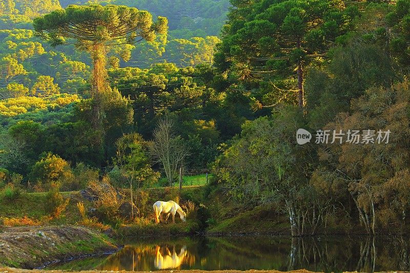 梦幻般的孤独的白马在童话般的风景与湖泊和南北极松树在日出，巴西南部