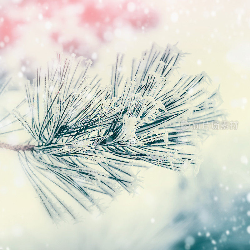 针叶树的树枝:雪松或冷杉，在冬日背景下被白霜和雪覆盖