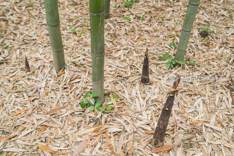 日本京都竹林中的小竹植物