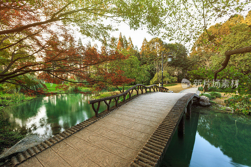 美丽的枫叶和中国园林中的小桥