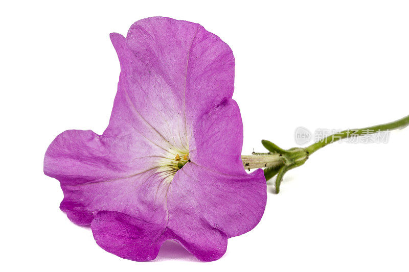 紫色矮牵牛花，孤立在白色背景上