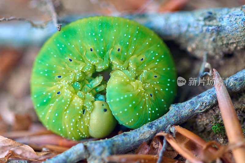 美洲Cimbex幼虫在森林地面