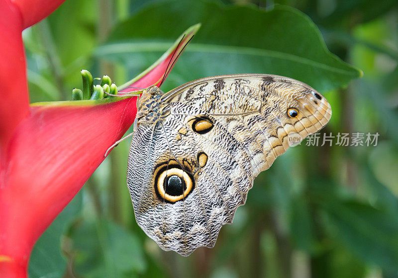 蓝色大闪蝶，哥斯达黎加