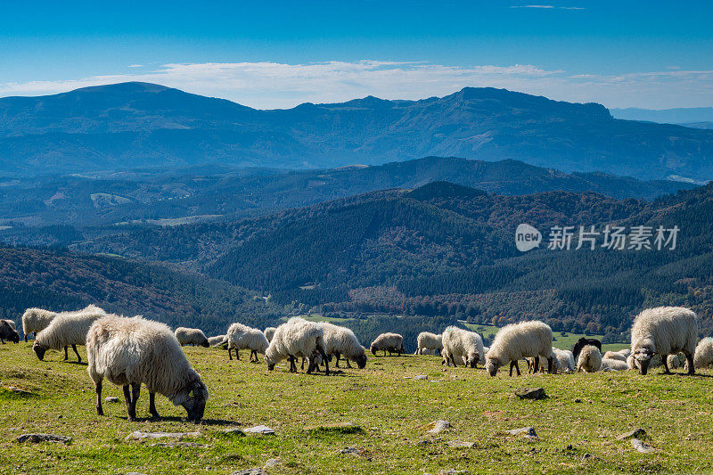 羊在山里吃草