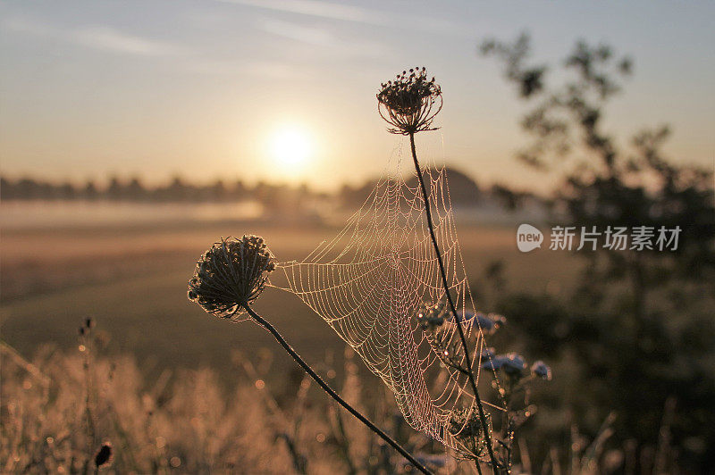 乡村的日出景象