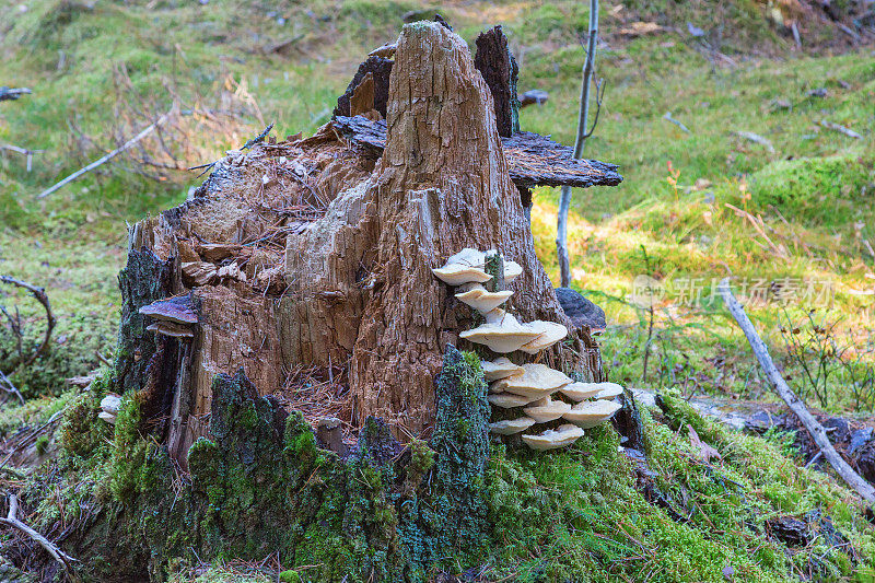 森林里一个树桩上的蘑菇
