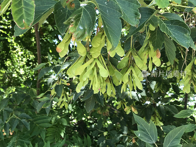 钥匙挂在沼泽枫树上