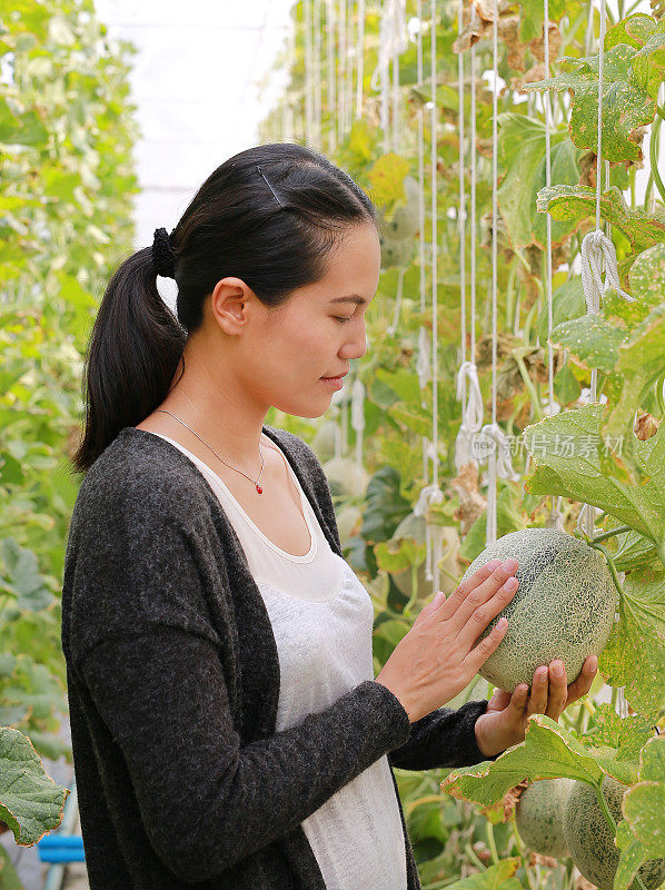 女人手捧瓜在温室瓜农场。