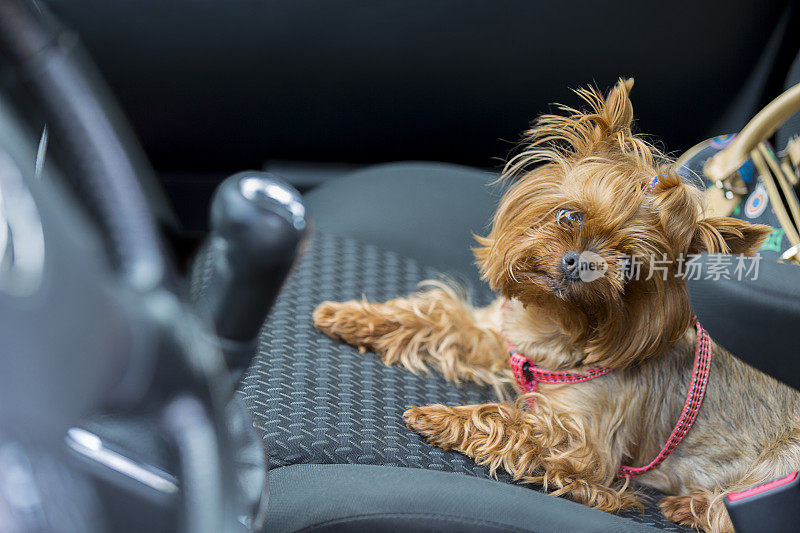 车里有一只约克郡犬