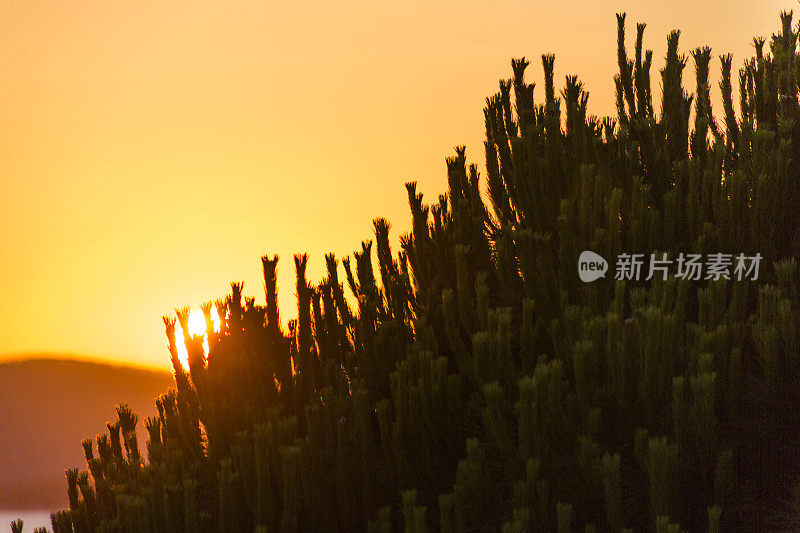 在博德鲁姆穆格拉火鸡的gulluk湾松树芽上的日落