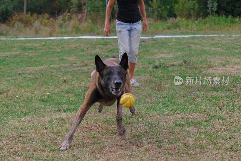 在玩球的德国牧羊犬。
