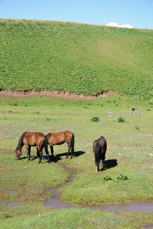 自由奔马，帕米尔山脉，吉尔吉斯斯坦