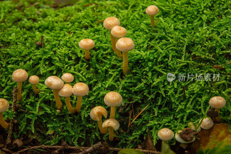 苔藓之间的非常小的蘑菇