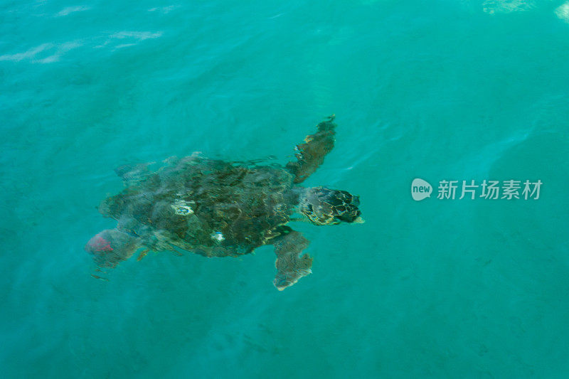 红海龟海龟