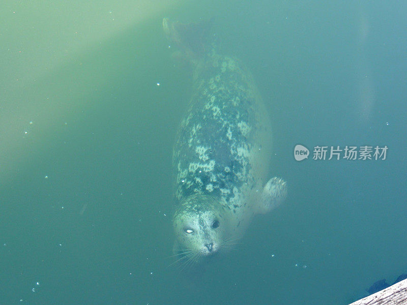 海港灰斑海豹一只白眼一只黑眼加拿大维多利亚。海豹在海面下的蓝色浑浊的海水中浮出水面