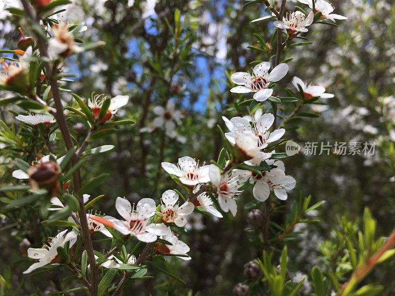 Manuka(钩端精子镜)