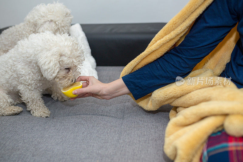 可爱的狗狗不想吃柠檬——这是奇怪的人类食物