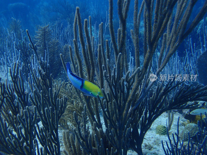 加勒比海的软珊瑚