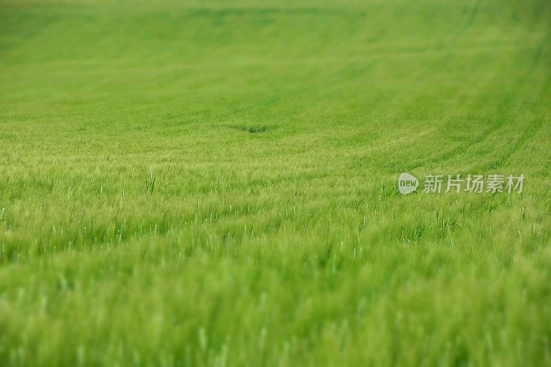 场的小麦