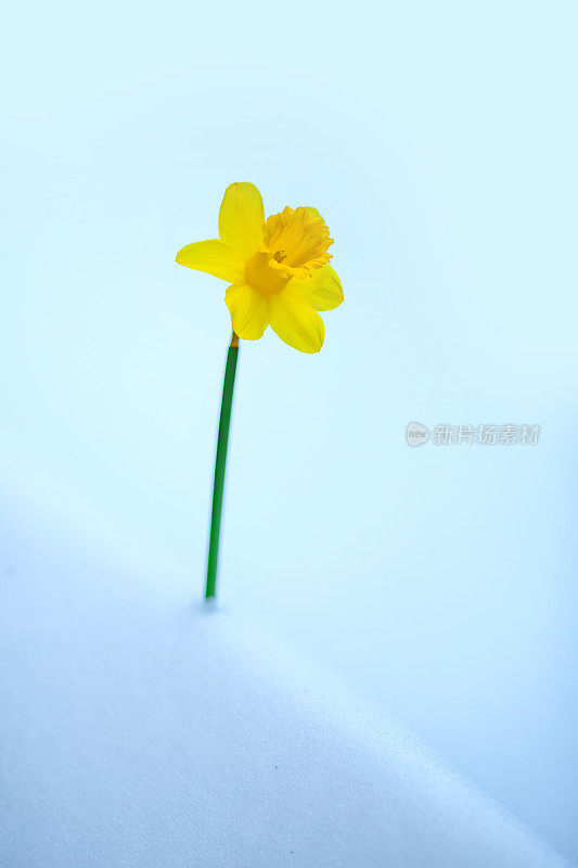 一株水仙花映衬着白雪皑皑的背景，坐在深深的雪堆里