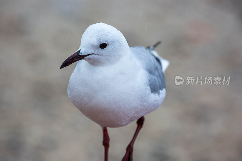 南非:哈特劳布海鸥