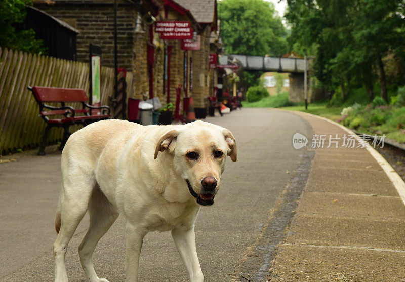 英国火车站的拉布拉多寻回犬