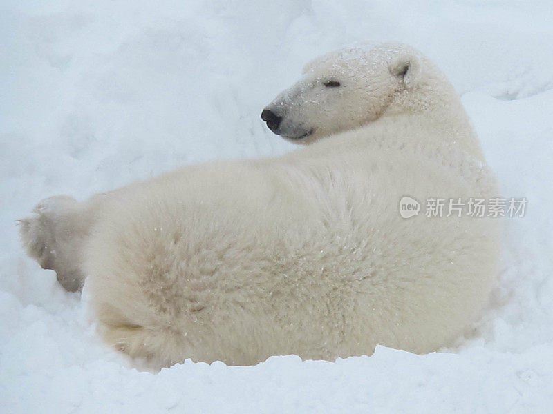 冰雪覆盖的苔原上的极地酒吧