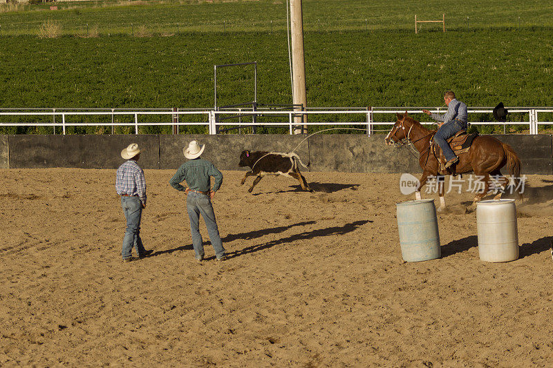 在美国犹他州盐湖城的西班牙叉用套索绳骑马和套牛的牛仔围场竞技场