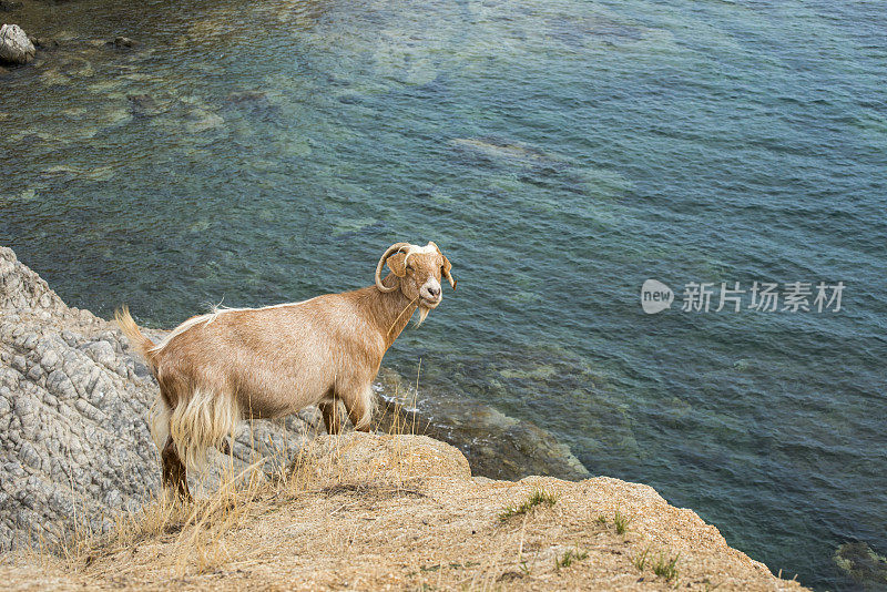 在希腊乌拉努波利的Ammouliani岛放牧一只山羊