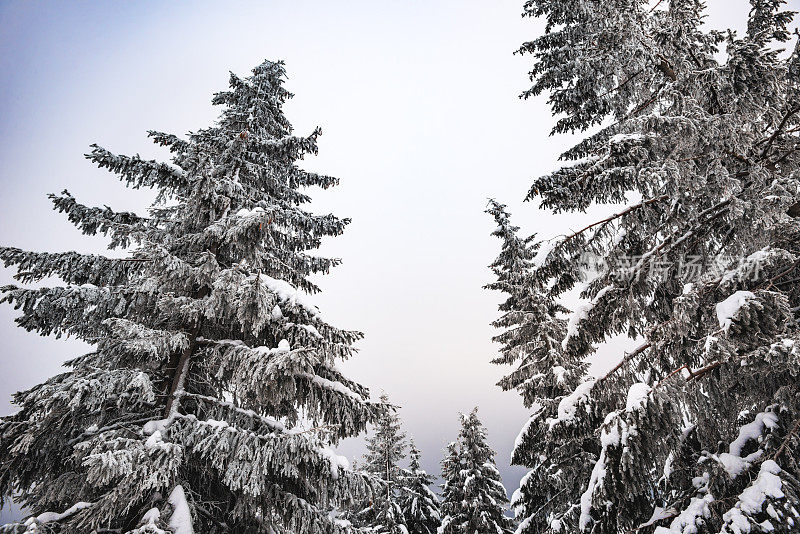 冷杉和松树上覆盖着厚厚的积雪