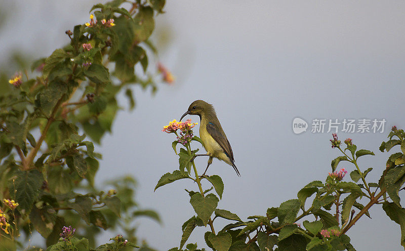 非洲卢旺达的西部紫罗兰色背太阳鸟