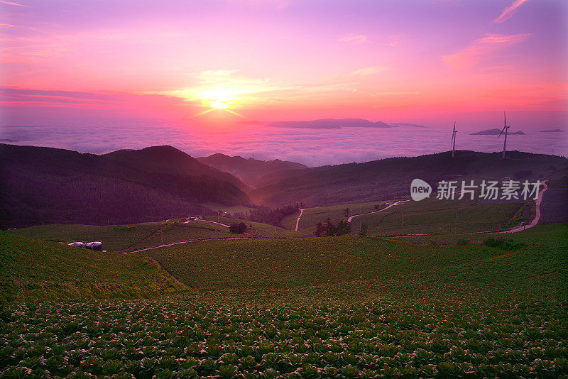 韩国白菜田的VH535日出